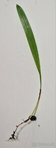 Sadenice mrazuvzdornej palmy Trachycarpus fortunei - 2