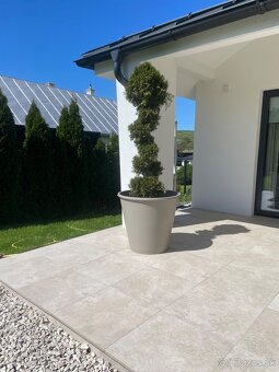 2 kusy Tuja cyprusovec Pom Pom bonsaj - 2