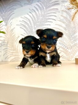 YORKSHIRE TERRIER -3color šteniatka - 2