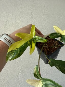Philodendron florida beauty variegata - 2