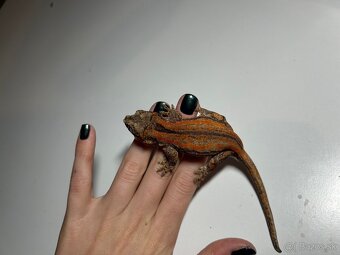 Samička Rhacodactylus auriculatus - 2