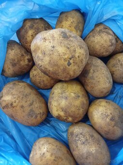Ponúkam na predaj konzumne zemiaky - 2