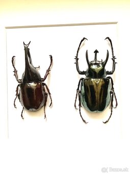 Chrobáky v ráme. - 2