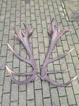 Trofej trofeje paroh parohy parozie zhody - 2