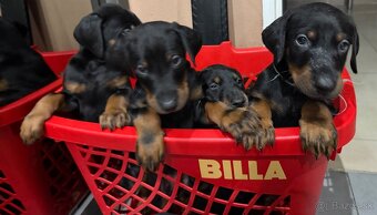 Predam čistokrvných Dobermanou - 2