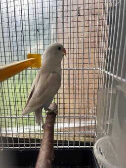 Agapornis fisher - 2