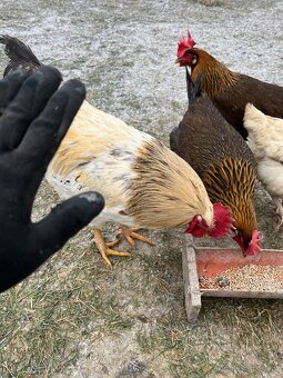 Kohút  Dominánt - 2