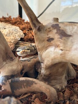 Pytón Kráľovský / Phyton Regius - 2