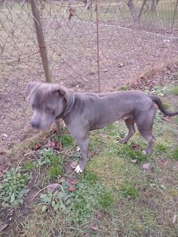 Americký stafordširsky terier - 2