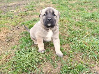 Kangal - 2