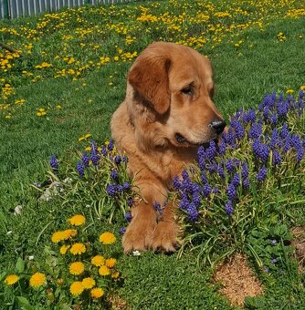 Golden retriever - zlatý retriever - 2