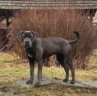 Cane corso - 2