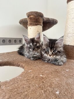 maine coon/ mainska myvalia s PP - 2