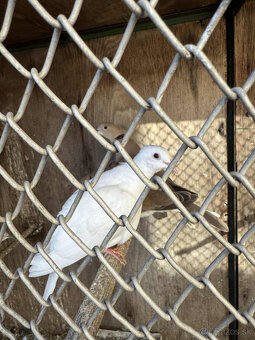 Predám/Vymením za krmivo Hrdličky - 2