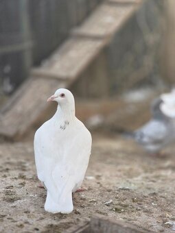 Paviky a Texanou - 2