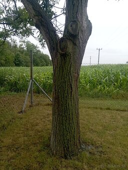 Orechovy kmen za spilenie - 2