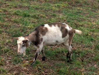 Predám kozu a capka - 2