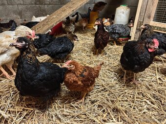 Kuričky, mládky nosnice, znáškový mix - 2