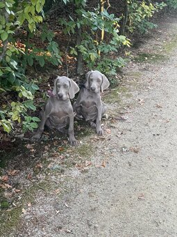 Weimarský stavač štěňiatka - 2