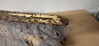 Pagekon riasnaty - 2