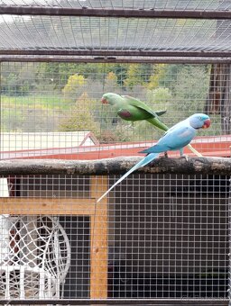 Alexander velký - 2