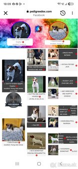 Jack russel terier s PP - 2