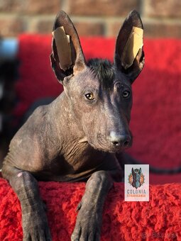 Xoloitzcuintle standard - 2
