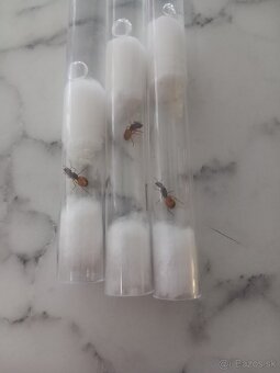 Kráľovny mravcov rodu Camponotus Fedtschenkoi - 2