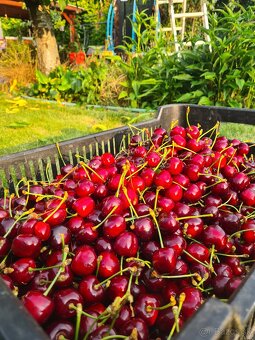 Čerešne 5€/kg - 2