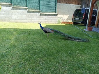 Predám pavicata - 2