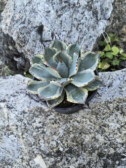 Agave Variegata kisshou - 2