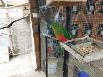 Papagáj královský - 2