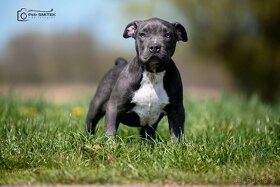 American Bully - 2