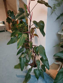 philodendron red - 2