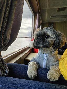 Krytie - Shih tzu - 2