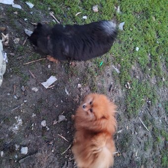 Pomeranian pomerian špic - 2