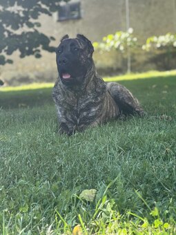 Darujem presa canario kanarska doga - 2