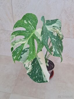 Monstera THAI constellation - 2