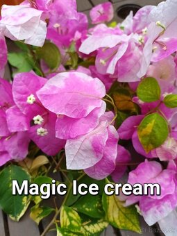 Bougainvillea,( bougainvillea, bugenvilea, bugenvila ) - 2