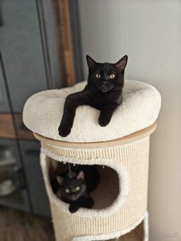 Ragdoll - 2
