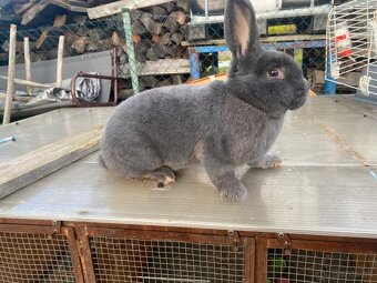 Samica Viedenský modrý - 2