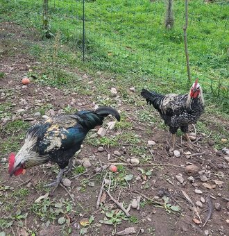 Kohúty na predaj - 2