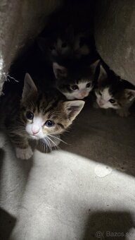 Darujeme mačiatka - 2