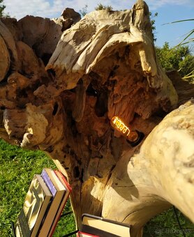 Sveťelní koreň - 2