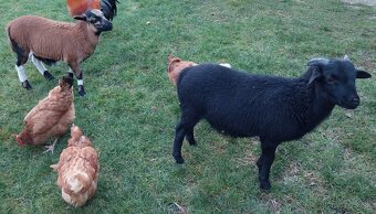 Kamerúnske barany a ovca na predaj - 2