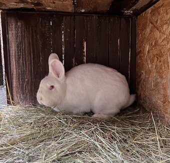 Novozélandský biely zajac - 2