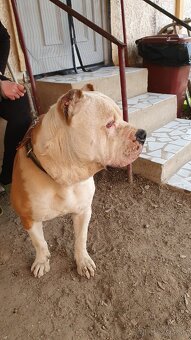 American bully XL - 2