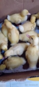kacky brojlerove,pekingske - 2