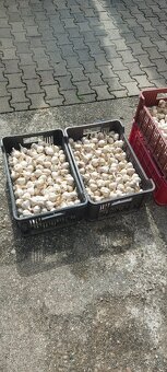 Predám cesnak paličák (dukát) - 2