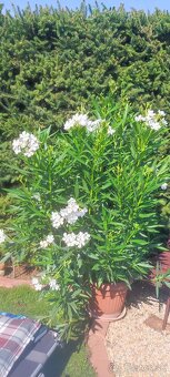 OLEANDER VEĽKÝ - 2